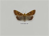 藏品(夜蛾904)的圖片